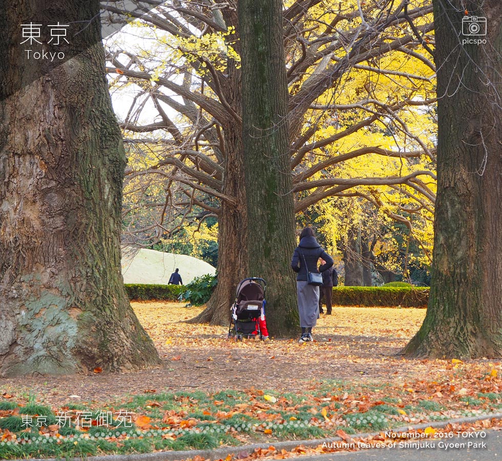 Autumn leaves of Shinjuku Gyoen