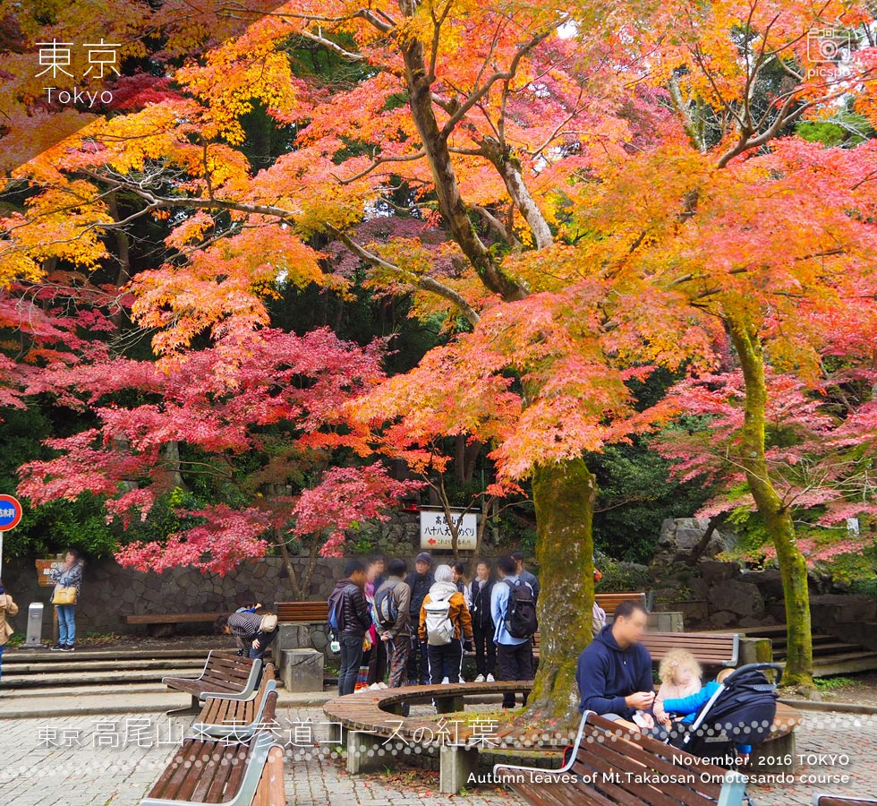 Mt.Takao : Autumn leaves of the Omotesando course