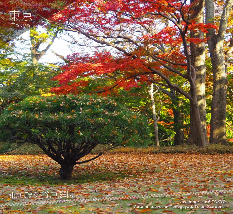 Autumn leaves of the Tonogayato Garden