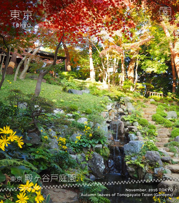 殿ヶ谷戸庭園の紅葉：次郎弁天池