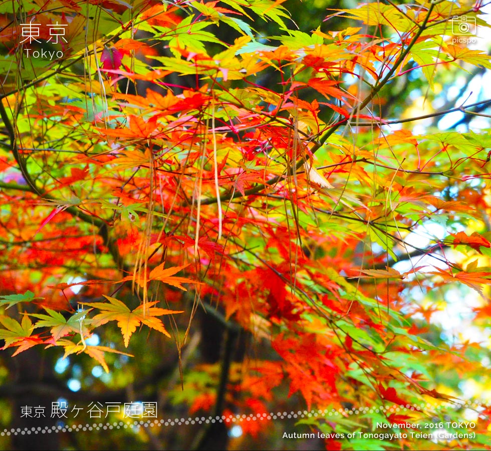Autumn leaves of the Tonogayato Garden