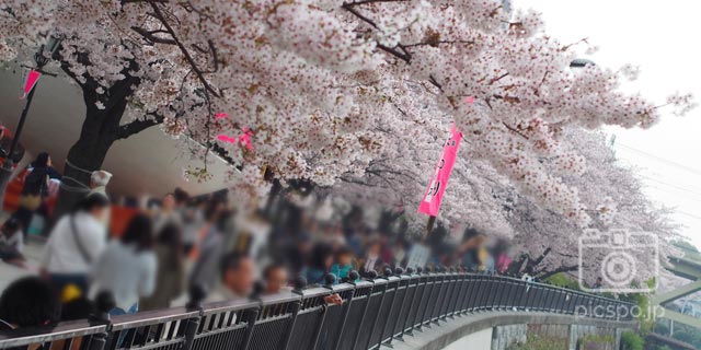 일본 도쿄 [아사쿠사] 스미다공원 사쿠라 마츠리 (벚꽃축제)