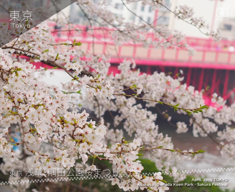 浅草･隅田公園桜まつり