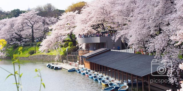 일본 도쿄 [치요다구] 치도리가후치 (千鳥ヶ淵) 의 벚꽃