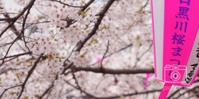 일본 도쿄 [메구로구] 메구로강 (目黒川) 의 벚꽃