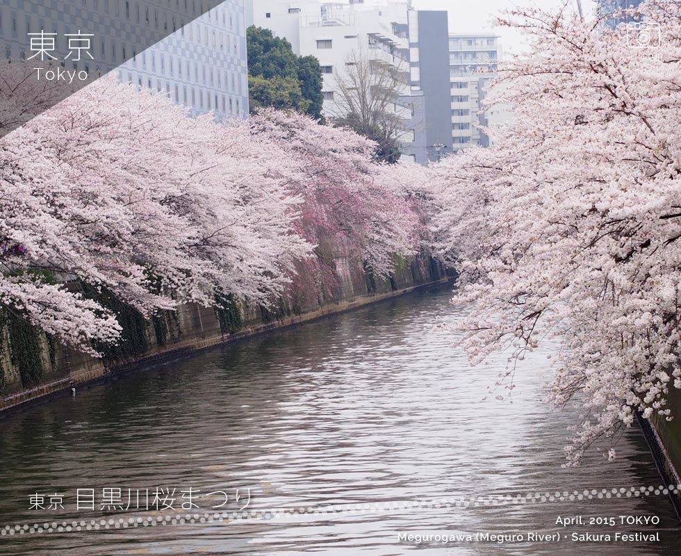 Cherry blossoms on the Meguro River