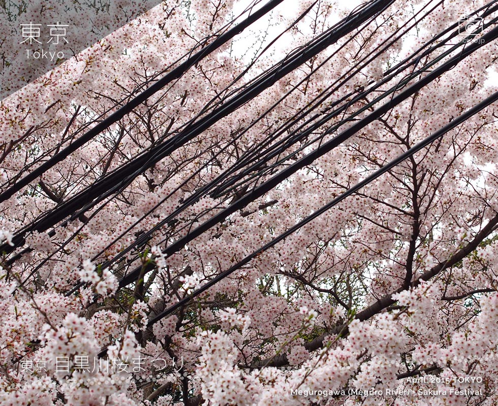 Cherry blossoms on the Meguro River