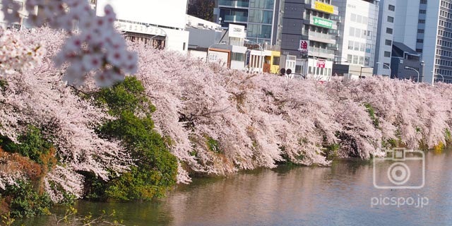 Japan Tokyo SHINJUKU-KU] Cherry blossoms along Sotobori-dori street (外堀通り)