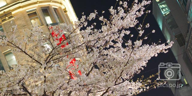 八重洲･さくら通りの桜