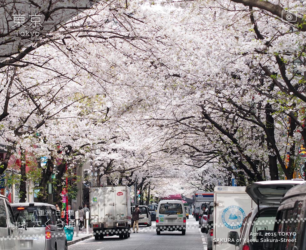 八重洲･さくら通りの桜