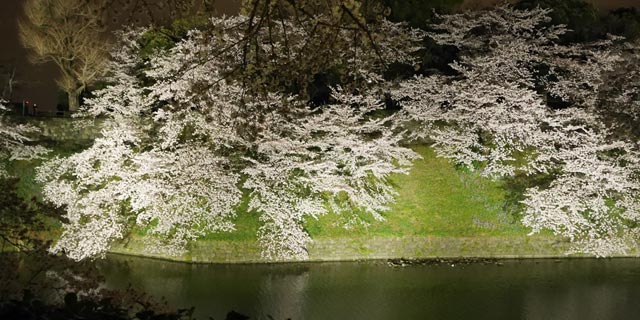 일본 : 치도리가후치 료쿠도 (千鳥ヶ淵緑道) 밤의 사쿠라 (벚꽃)