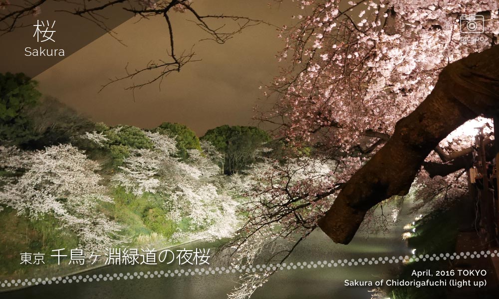 千鳥ヶ淵緑道の夜桜