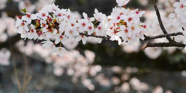 일본 [나가노] 마쓰모토죠 (松本城) 의 사쿠라 (벚꽃)