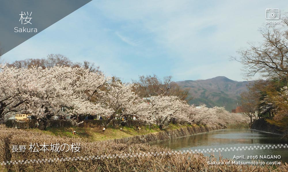 松本城の桜