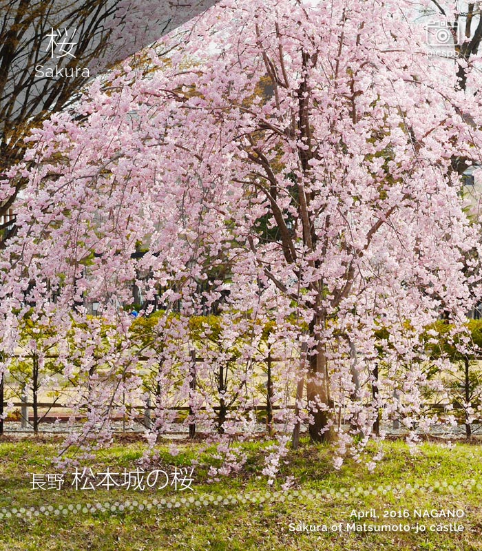 Cherry blossoms at Matsumoto-jo Castle (松本城)