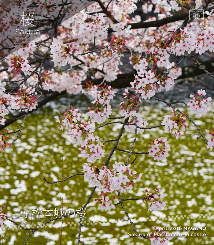 Cherry blossoms at Matsumoto-jo Castle (松本城)