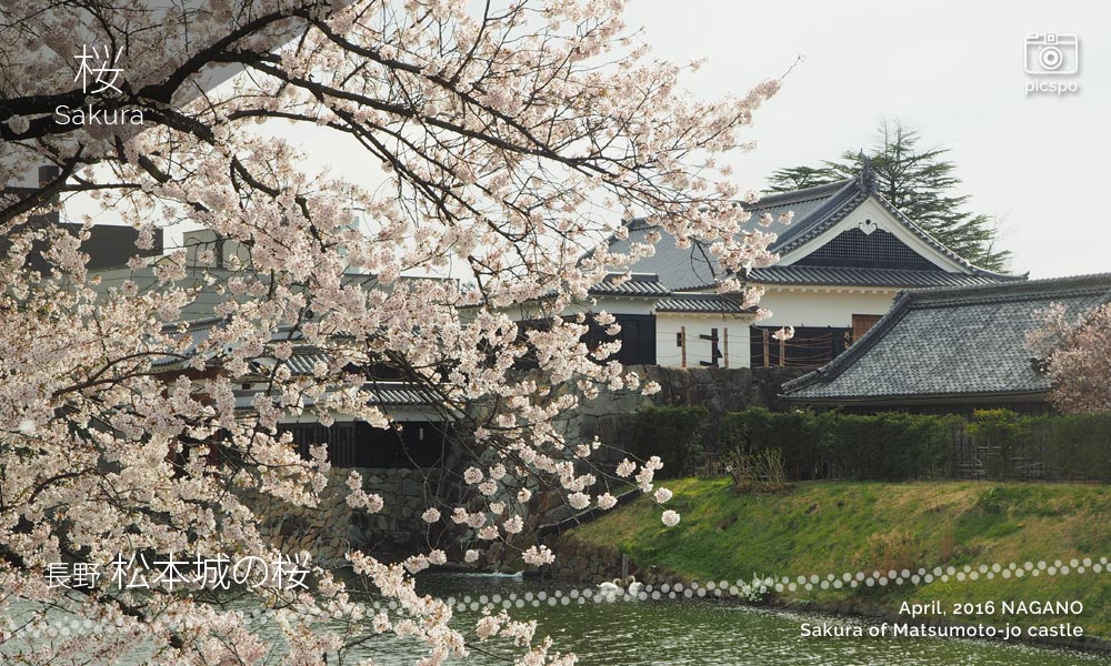 마쓰모토죠 (松本城) 의 사쿠라 (벚꽃)