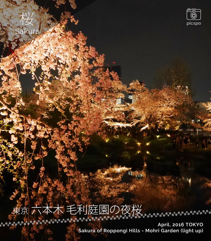 六本木 毛利庭園の夜桜
