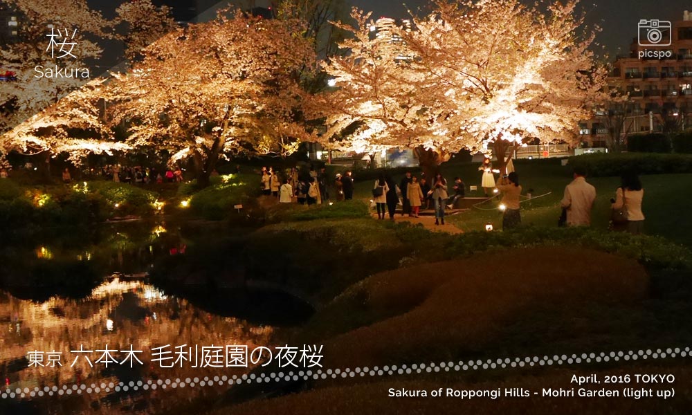 Mohri Garden of Roppongi Hills : Cherry blossoms at night