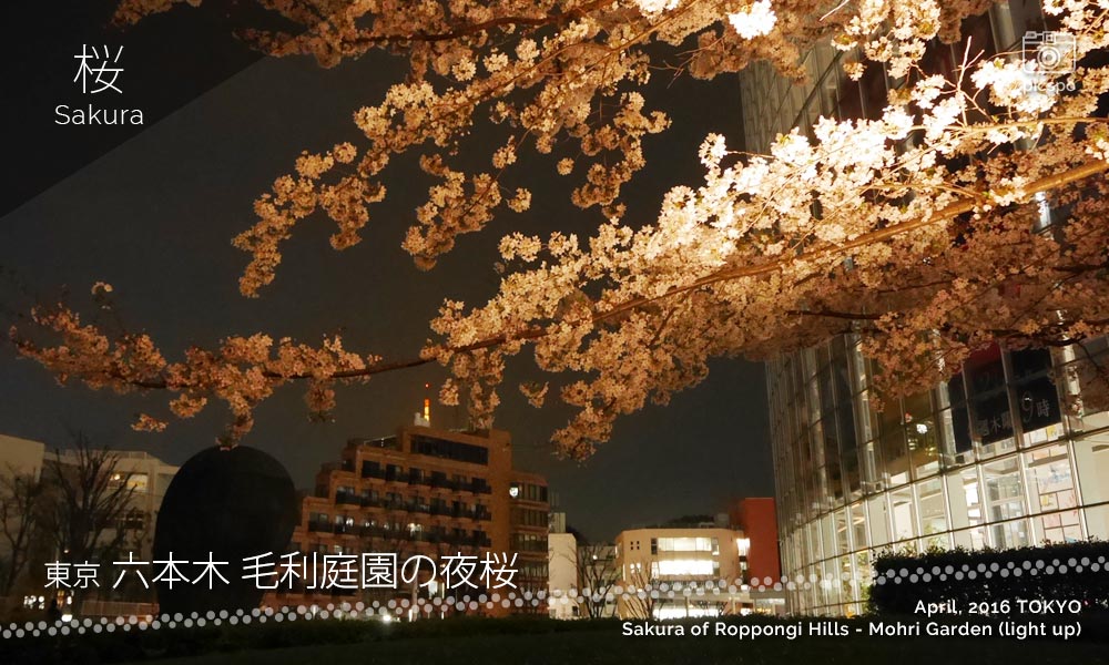 Mohri Garden of Roppongi Hills : Cherry blossoms at night