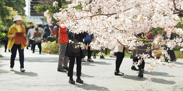 Japan Tokyo [CHIYODA-KU] Cherry blossoms of National Theater (国立劇場)
