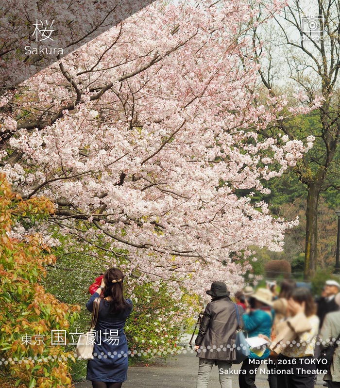 Cherry blossoms : National Theater (国立劇場)
