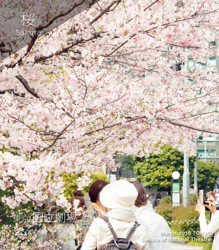 Cherry blossoms : National Theater (国立劇場)