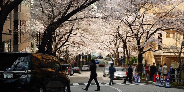 Japan Tokyo [MINATO-KU] Cherry trees in Akasaka ARK Hills