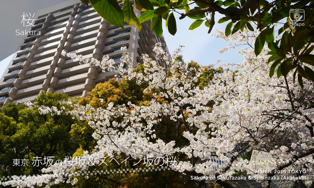 赤坂の桜坂とスペイン坂の桜