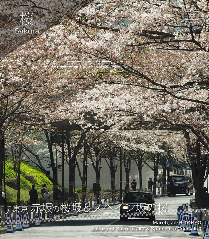 赤坂の桜坂とスペイン坂の桜