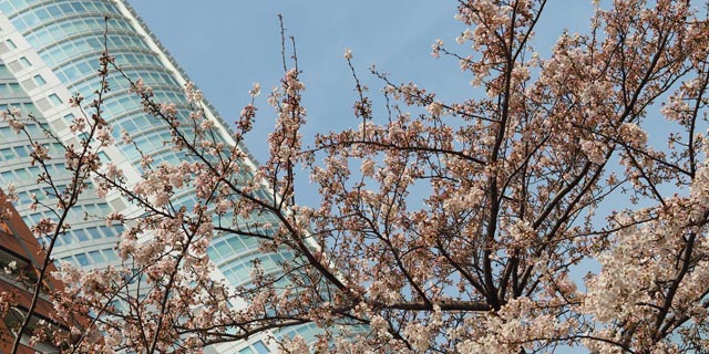 Japan Tokyo [MINATO-KU] Cherry blossom avenue in Roppongi Sakurasaka