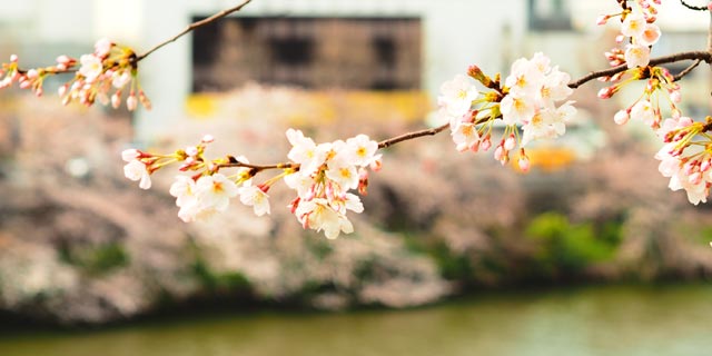外濠公園の桜並木（市ヶ谷〜飯田橋）