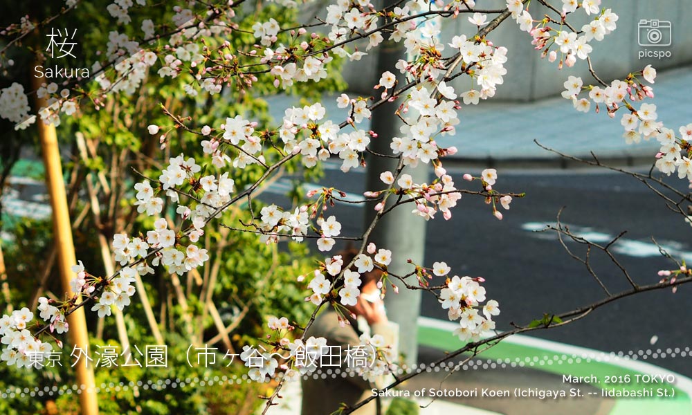 外濠公園の桜（市ヶ谷〜飯田橋）
