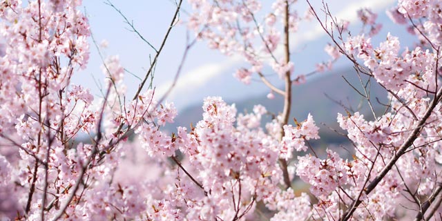 天下第一の桜･長野県の高遠城址公園の桜！