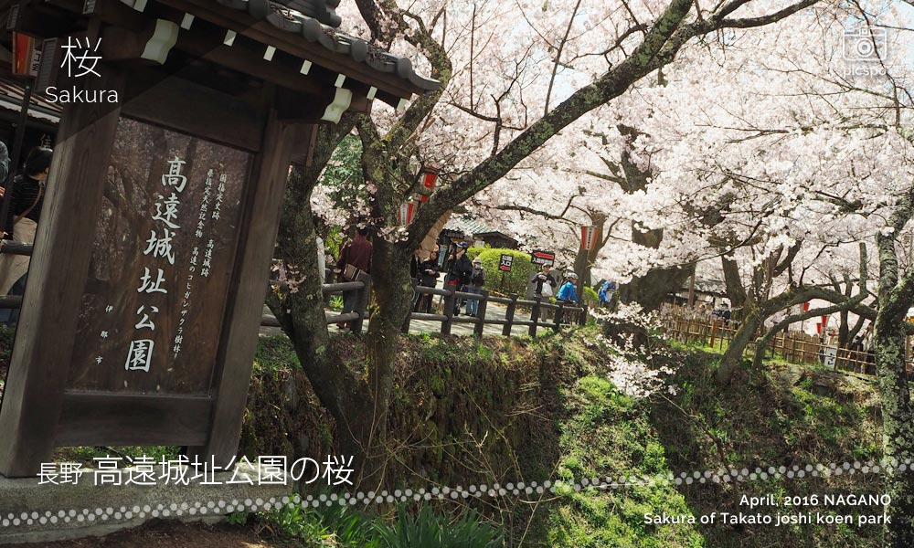 [桜] 天下第一の桜･長野県の高遠城址公園