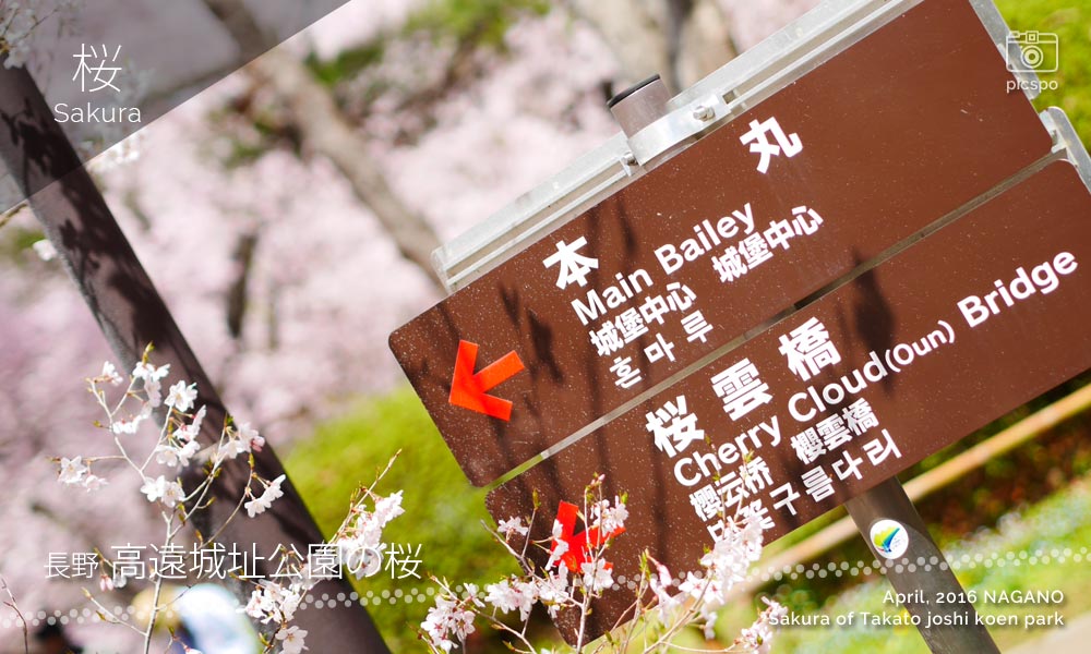 천하 제일의 벚꽃 : 다카토 죠시 코우엔 (高遠城址公園) 의 벚꽃