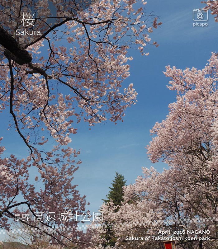천하 제일의 벚꽃 : 다카토 죠시 코우엔 (高遠城址公園) 의 벚꽃