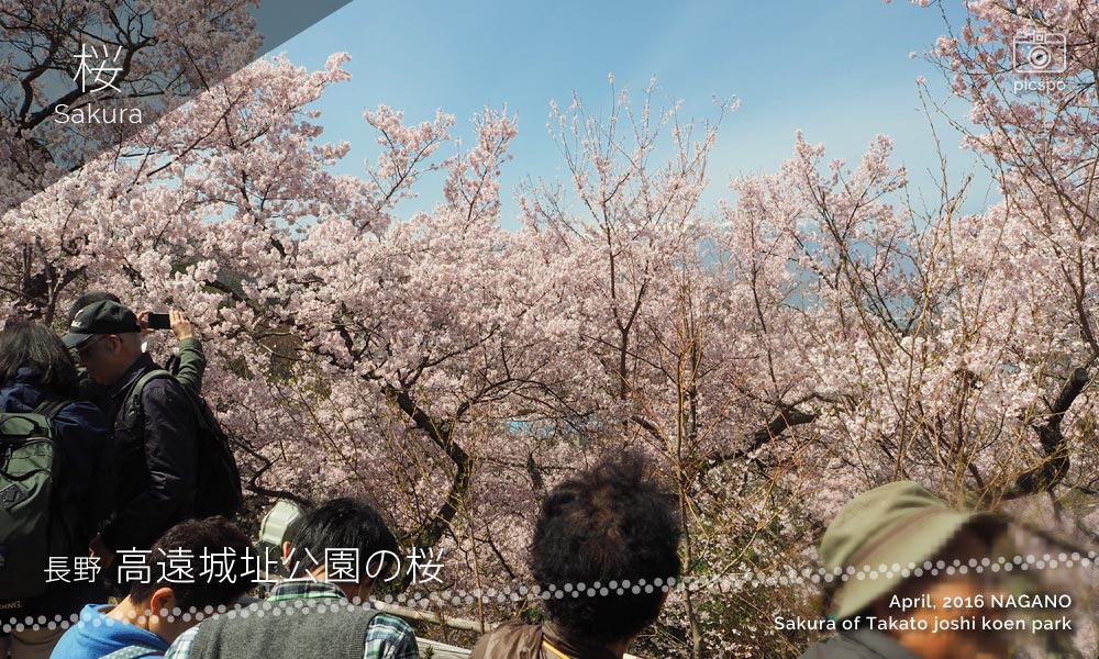 Cherry blossoms at Takato joshi Koen (高遠城址公園 / Castle Ruin Park)