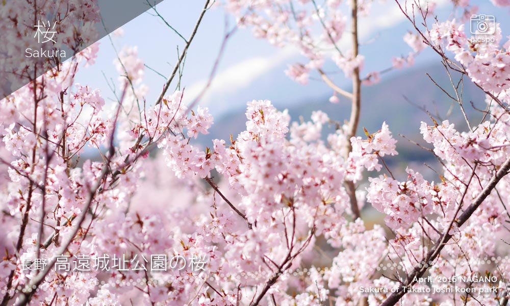 Cherry blossoms at Takato joshi Koen (高遠城址公園 / Castle Ruin Park)