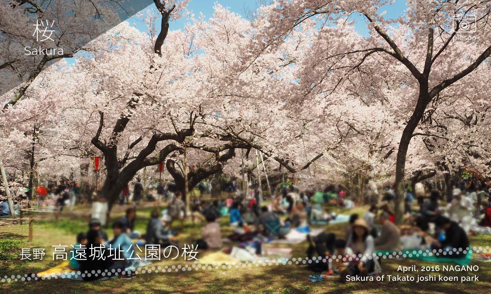 [桜] 天下第一の桜･長野県の高遠城址公園