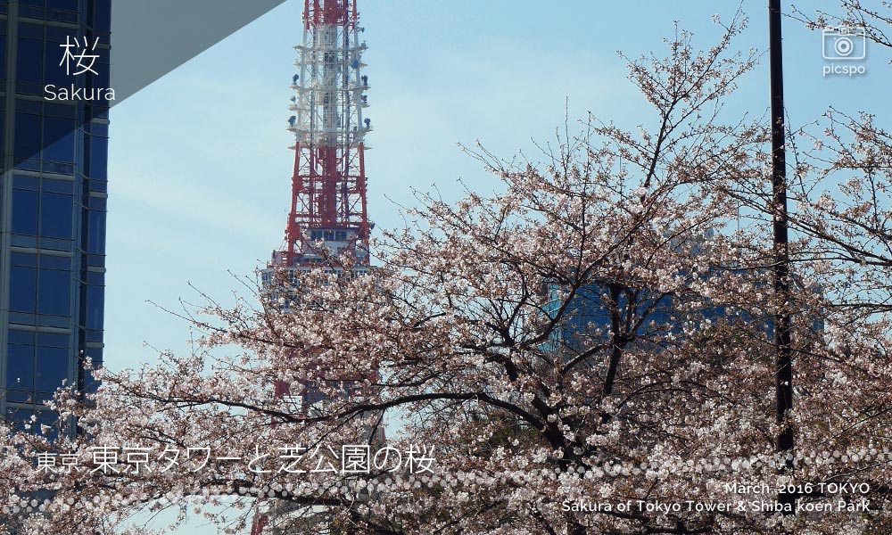 Cherry blossoms and Tokyo Tower (Shiba Park)