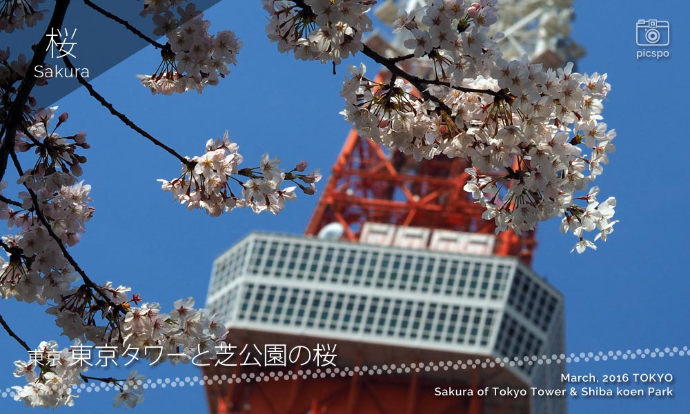 도쿄타워와 시바공원의 벚꽃