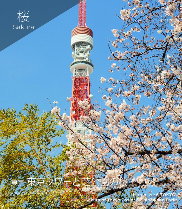 東京タワーと芝公園の桜