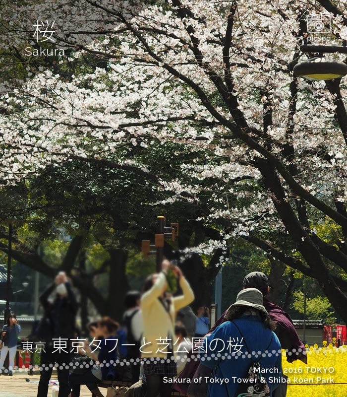 도쿄타워와 시바공원의 사쿠라 (벚꽃)