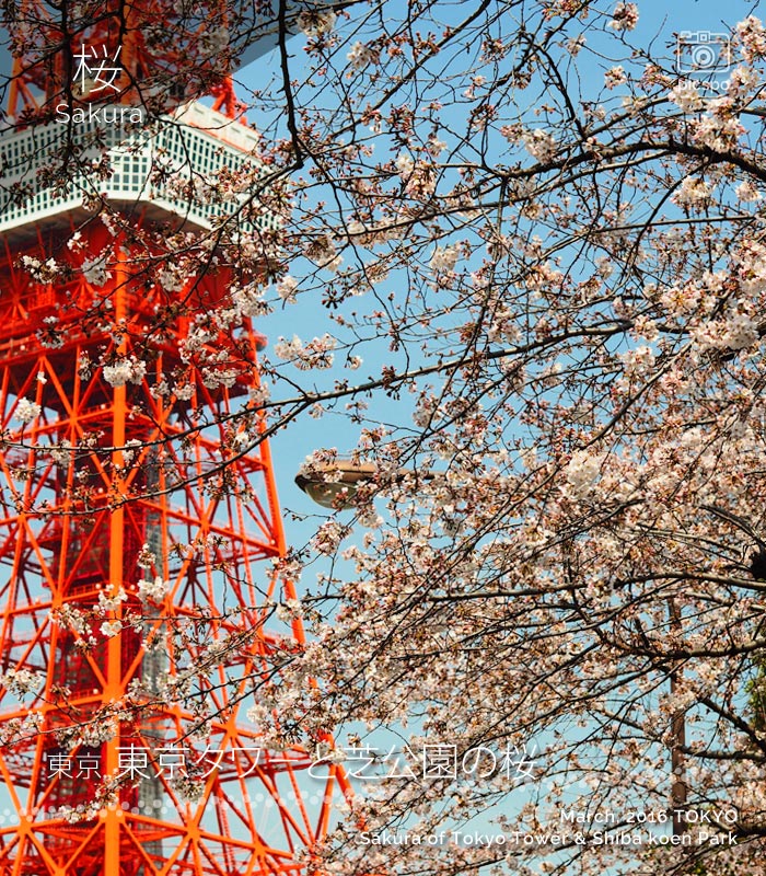 도쿄타워와 시바공원의 사쿠라 (벚꽃)