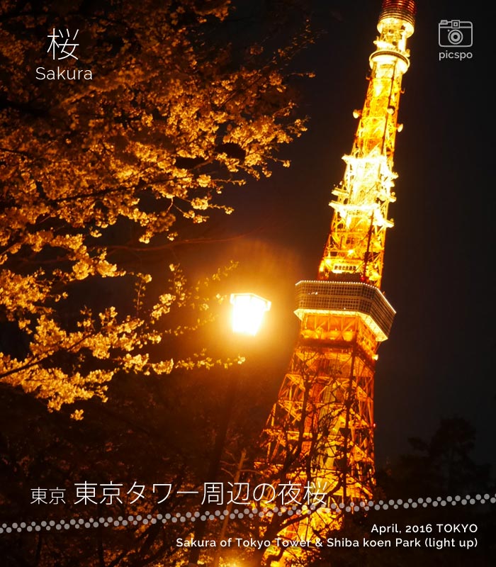 夜の芝公園と東京タワーと桜