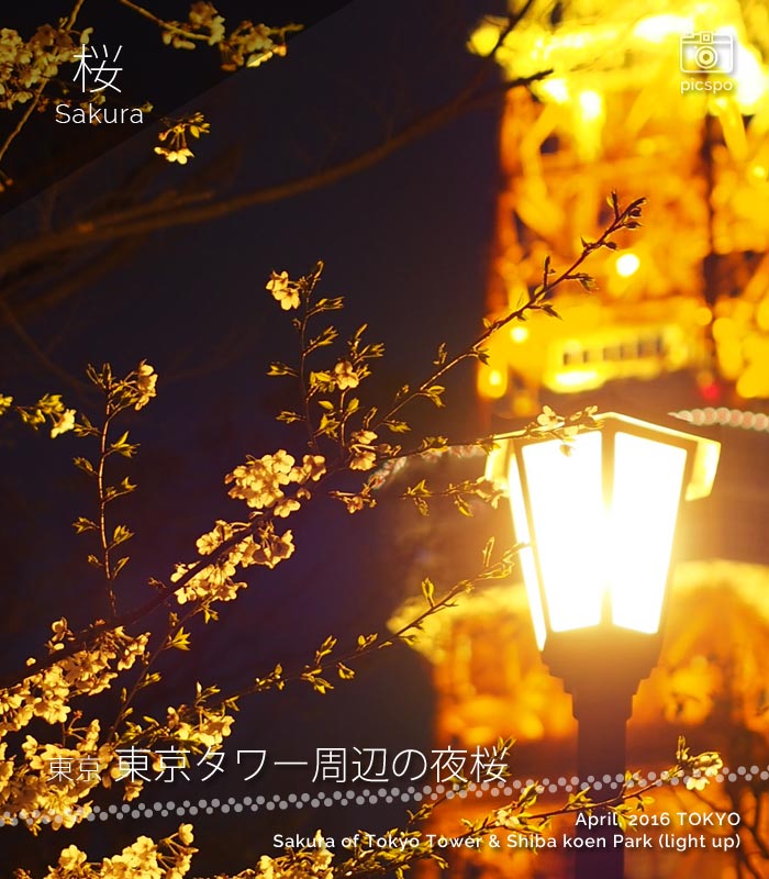 夜の芝公園と東京タワーと桜