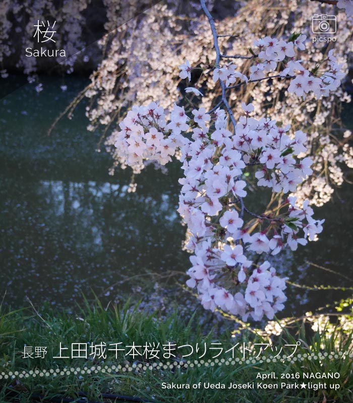 Cherry blossoms at Ueda Joshi Park (上田城跡公園) Lighting