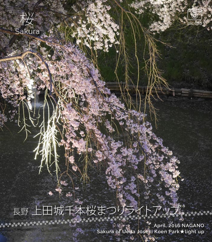 Cherry blossoms at Ueda Joshi Park (上田城跡公園) Lighting