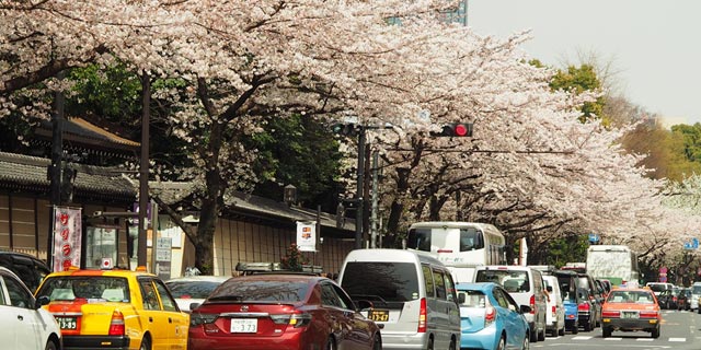 일본 : 야스쿠니 도리 (도로) 의 사쿠라 (벚꽃)